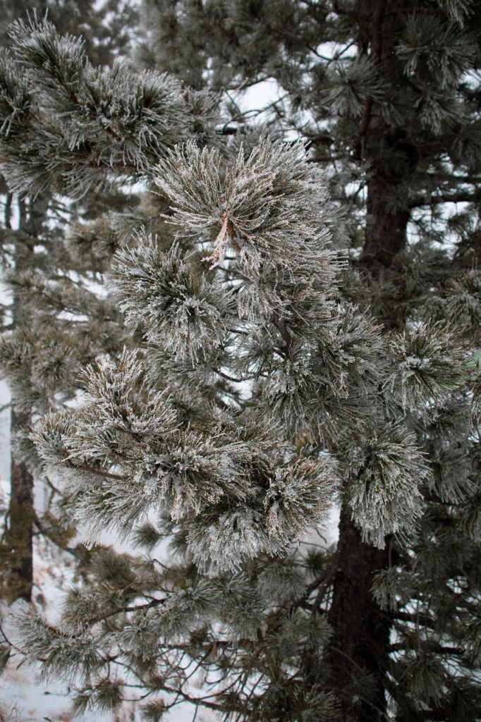Деревья в снегу на склоне тропы Пиа Любви